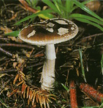    - Amanita porphyria